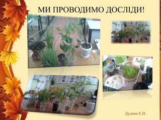 МИ ПРОВОДИМО ДОСЛІДИ!
Дудник Е.П.
 