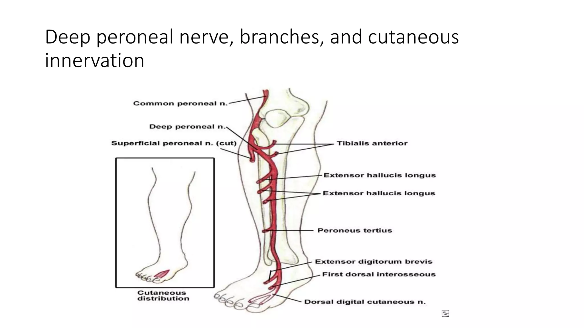 Deep peroneal nerve, branches, and cutaneous
innervation
 