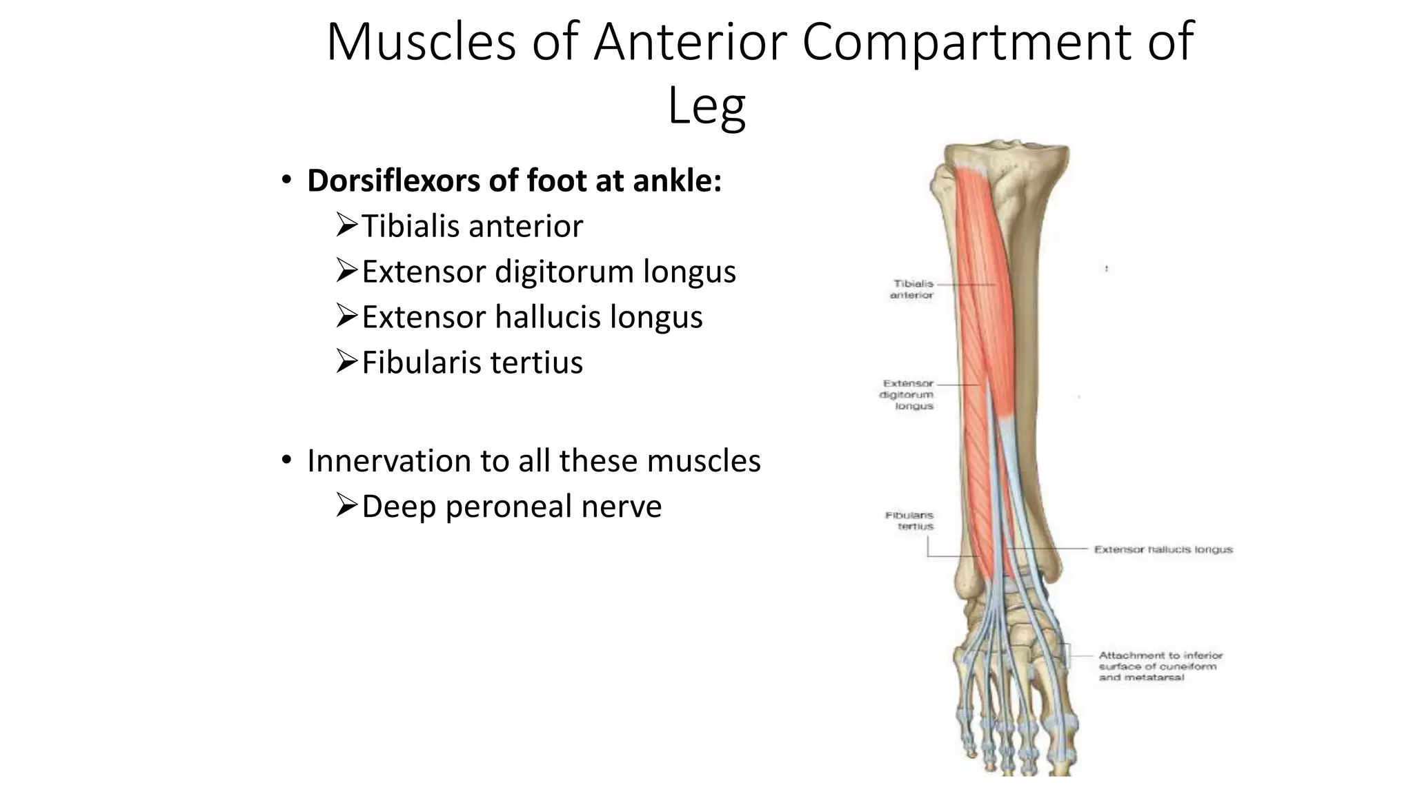 Muscles of Anterior Compartment of
Leg
• Dorsiflexors of foot at ankle:
Tibialis anterior
Extensor digitorum longus
Extensor hallucis longus
Fibularis tertius
• Innervation to all these muscles
Deep peroneal nerve
 