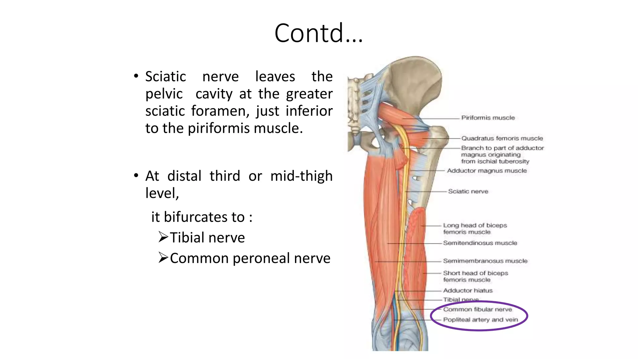 Contd…
• Sciatic nerve leaves the
pelvic cavity at the greater
sciatic foramen, just inferior
to the piriformis muscle.
• At distal third or mid-thigh
level,
it bifurcates to :
Tibial nerve
Common peroneal nerve
 