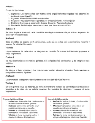 Profase I
Consta de 5 sub-fases
1. Leptoteno: Los cromosomas son visibles como largos filamentos delgados y se observan los
puntos de recombinación
2. Cigoteno: Alineación cromatínica en tétradas
3. Paquiteno: Hay recombinación genética por entrecruzamiento. Crossing over
4. Diploteno: Comienza la separación de cada bivalente. Aparece el quiasma
5. Diacinesis: Se desintegra membrana nuclear y se forma el huso mitótico
Metafase I
Se forma la placa ecuatorial, cada cromátide homologa se conecta a la par al huso respectivo. La
alineación debe ser exacta.
Anafase I
Cada cromátide se separa en 2 cromosomas, cada uno de estos con su componente materno y
paterno. Se inicia la Citocinesis
Telofase I
Los cromosomas de cada célula de integran a su centriolo. Se culmina la Citocinesis y aparece el
surco segmentario.
Profase II
No hay recombinación de material genético. Se compactan los cromosomas y de integra el huso
meiótico
Metafase II
Se integra el huso meiótico y los cromosomas quedan alineados al centro. Cada uno con su
componente materno y paterno
Anafase II
Las cromátides se separan y se desplazan hacia cada polo del huso meiótico
Telofase II
En cada polo la célula se distiende, se forma la membrana nuclear, las cromátides divididas quedan
reducidas a la mitad de su material genético. Se completa la citocinesis y aparece el surco
segmentario
Primera división meiótica
• Profase: Con Replicación DNA, condensación y
recombinación del material genético
• Metafase: Cromosomas alineados en un
ecuador, centrómeros en los polos
• Anafase: Se separan (Disyunción) los
cromosomas alineados en 2 ecuadores
• Telofase: Se forma membrana nuclear y
citocinesis (división del citoplasma)
Segunda división meiótica
• Profase: Sin replicación DNA. y Condensación
del material genético
• Metafase: Cromosomas alineados en un
ecuador, centrómeros a los polos
• Anafase: División del cromosoma en 2
cromátides. Alineados en 2 ecuadores
• Telofase: Se forma membrana nuclear y la
división del citoplasma citocinesis. (haploide)
 