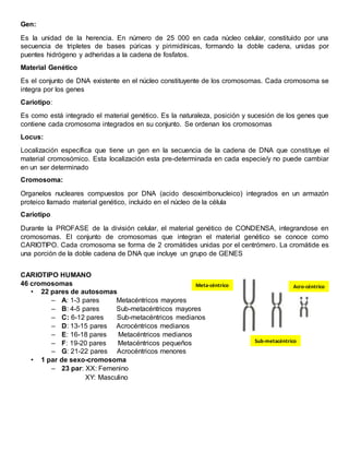 Gen:
Es la unidad de la herencia. En número de 25 000 en cada núcleo celular, constituido por una
secuencia de tripletes de bases púricas y pirimidínicas, formando la doble cadena, unidas por
puentes hidrógeno y adheridas a la cadena de fosfatos.
Material Genético
Es el conjunto de DNA existente en el núcleo constituyente de los cromosomas. Cada cromosoma se
integra por los genes
Cariotipo:
Es como está integrado el material genético. Es la naturaleza, posición y sucesión de los genes que
contiene cada cromosoma integrados en su conjunto. Se ordenan los cromosomas
Locus:
Localización específica que tiene un gen en la secuencia de la cadena de DNA que constituye el
material cromosómico. Esta localización esta pre-determinada en cada especie/y no puede cambiar
en un ser determinado
Cromosoma:
Organelos nucleares compuestos por DNA (acido desoxirribonucleico) integrados en un armazón
proteico llamado material genético, incluido en el núcleo de la célula
Cariotipo
Durante la PROFASE de la división celular, el material genético de CONDENSA, integrandose en
cromosomas. El conjunto de cromosomas que integran el material genético se conoce como
CARIOTIPO. Cada cromosoma se forma de 2 cromátides unidas por el centrómero. La cromátide es
una porción de la doble cadena de DNA que incluye un grupo de GENES
CARIOTIPO HUMANO
46 cromosomas
• 22 pares de autosomas
– A: 1-3 pares Metacéntricos mayores
– B: 4-5 pares Sub-metacéntricos mayores
– C: 6-12 pares Sub-metacéntricos medianos
– D: 13-15 pares Acrocéntricos medianos
– E: 16-18 pares Metacéntricos medianos
– F: 19-20 pares Metacéntricos pequeños
– G: 21-22 pares Acrocéntricos menores
• 1 par de sexo-cromosoma
– 23 par: XX: Femenino
XY: Masculino
Meta-céntrico
Sub-metacéntrico
Acro-céntrico
 
