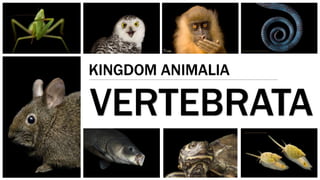 VERTEBRATA
KINGDOM ANIMALIA
 
