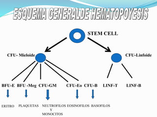CFU- Mieloide CFU-Linfoide
BFU-E BFU -Meg CFU-GM CFU-Eo CFU-B LINF-T LINF-B
ERITRO PLAQUETAS NEUTROFILOS
Y
MONOCITOS
EOSINOFILOS BASOFILOS
STEM CELL
 