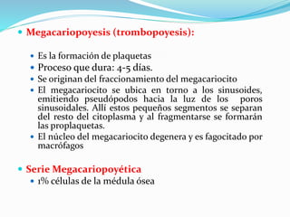  Megacariopoyesis (trombopoyesis):
 Es la formación de plaquetas
 Proceso que dura: 4-5 días.
 Se originan del fraccionamiento del megacariocito
 El megacariocito se ubica en torno a los sinusoides,
emitiendo pseudópodos hacia la luz de los poros
sinusoidales. Allí estos pequeños segmentos se separan
del resto del citoplasma y al fragmentarse se formarán
las proplaquetas.
 El núcleo del megacariocito degenera y es fagocitado por
macrófagos
 Serie Megacariopoyética
 1% células de la médula ósea
 