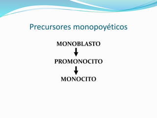 Precursores monopoyéticos
MONOBLASTO
PROMONOCITO
MONOCITO
 