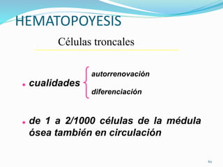 Células troncales
 de 1 a 2/1000 células de la médula
ósea también en circulación
 cualidades
autorrenovación
diferenciación
HEMATOPOYESIS
62
 