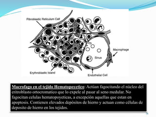 Macrofago en el tejido Hematopoyetico: Actúan fagocitando el núcleo del
eritroblasto ortocromatico que lo expele al pasar al seno medular. No
fagocitan celulas hematopoyeticas, a excepción aquellas que estan en
apoptosis. Contienen elevados depósitos de hierro y actuan como células de
deposito de hierro en los tejidos.
74
 