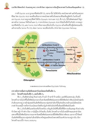 นายวิชัย ลิขิตพรรักษ์ ตาแหน่งครู คศ.1 สาขาชีววิทยา กลุ่มสาระการเรียนรู้วิทยาศาสตร์ โรงเรียนเตรียมอุดมศึกษา 12.
การที่ Glycolic acid ถูกออกซิไดซ์จนให้ CO2 ออกมานั้น ไม่ได้เกิดใน คลอโรพลาสต์ แต่เกิดในเพอรอก
ซิโซม โดย Glycolic Acid จะเคลื่อนที่ออกจากคลอโรพลาสต์ไปยังเพอรอกซิโซมซึ่งอยู่ติดกัน ในอวัยวะนี้
เอง Glycolic Acid จะถูกออกซิไดซ์ ให้เป็น Glyoxylic Acid และ H2O2 ซึ่ง H2O2 นี้เป็นพิษต่อเซลล์ จึงถูก
สลายด้วย Catalase ให้เป็นน้าและ O2 การหายไปของ Glyoxylic Acid ยังไม่เป็นที่เข้าใจกันนัก อาจจะถูก
ออกซิไดซ์เป็น CO2 และ Formic Acid หรืออาจจะเปลี่ยนไปเป็น Glycine แล้วเคลื่อนที่ไปสู่ไมโตคอนเดรีย
แล้วกลายเป็น Serine กับ CO2 ต่อมา Serine จะเปลี่ยนไปเป็น 3PGA โดย Glycolate Pathway
ภาพแสดงกระบวนการทางเคมีของ Glycolate Pathway
2.4 กลไกการเพิ่มความเข้มข้นของคาร์บอนไดออกไซด์ในพืช C4
2.4.1 โครงสร้างของใบพืช C3 และใบพืช C4
พืช C3 เป็นพืชส่วนใหญ่ ตัวอย่างเช่น ข้าวเจ้า ข้าวสาลี ข้าวเหนียว และพืชในเขตอบอุ่น เป็นต้น
โครงสร้างภายในใบที่ชั้นมีโซฟิลล์แยกออกเป็นพาลิเสดมีโซฟิลล์และสปองจีมีโซฟิลล์อย่างชัดเจนโดยมีกลุ่มท่อ
ลาเลียงแทรกอยู่ อาจมีกลุ่มเซลล์บันเดิลชีทล้อมรอบกลุ่มท่อลาเลียงก็ได้แต่จะมีขนาดเล็กและไม่มีคลอโรพ
ลาสต์ ด้วยเหตุนี้การตรึงคาร์บอนไดออกไซด์ด้วยวัฏจักรคัลวินจึงเกิดขึ้นที่เซลล์มีโซฟิลล์เป็นหลัก
พืช C4 มักเป็นพืชในเขตร้อนหรือกึ่งเขตร้อน เจริญเติบโตได้ดีในพื้นที่ที่มีความเข้มแสงสูง ตัวอย่างเช่น
ข้าวโพด หญ้า ข้าวฟ่าง อ้อย บานไม่รู้โรย ผักโขมจีน เป็นต้น โครงสร้างภายในใบจะมีลักษณะแตกต่างโดย
เฉพาะที่ชั้นมีโซฟิลล์ไม่สามารถแยกพาลิเสดมีโซฟิลล์และสปองจีมีโซฟิลล์ได้อย่างชัดเจน นอกจากนี้ ที่เซลล์
บันเดิลชีทที่ล้อมรอบกลุ่มท่อลาเลียงยังมีขนาดใหญ่และมีคลอโรพลาสต์เป็นองค์ประกอบอยู่ภายใน เรียก
โครงสร้างแบบนี้ว่า Kranz anatomy
 
