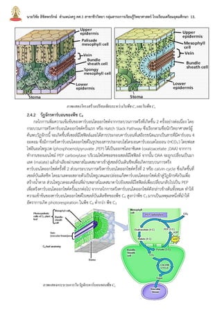 นายวิชัย ลิขิตพรรักษ์ ตาแหน่งครู คศ.1 สาขาชีววิทยา กลุ่มสาระการเรียนรู้วิทยาศาสตร์ โรงเรียนเตรียมอุดมศึกษา 13.
2.4.2 วัฏจักรคาร์บอนของพืช C4
กลไกการเพิ่มความเข้มข้นของคาร์บอนไดออกไซด์จากกระบวนการตรึงที่เกิดขึ้น 2 ครั้งอย่างต่อเนื่อง โดย
กระบวนการตรึงคาร์บอนไดออกไซด์ครั้งแรก หรือ Hatch Slack Pathway ซึ่งเรียกตามชื่อนักวิทยาศาสตร์ผู้
ค้นพบวัฏจักรนี้ จะเกิดขึ้นที่เซลล์มีโซฟิลล์และได้สารประกอบคาร์บอนที่เสถียรชนิดแรกเป็นสารที่มีคาร์บอน 4
อะตอม ซึ่งมีการตรึงคาร์บอนไดออกไซด์ในรูปของสารประกอบไฮโดรเจนคาร์บอเนตไอออน (HCO3
-) โดยฟอส
โฟอีนอลไพรูเวต (phosphoenolpyruvate ,PEP) ได้เป็นออกซโลอาซิเตต (oxaloacetate ,OAA) จากการ
ทางานของเอนไซม์ PEP carboxylase บริเวณไซโทซอลของเซลล์มีโซฟิลล์ จากนั้น OAA จะถูกเปลี่ยนเป็นมา
เลต (malate) แล้วลาเลียงผ่านพลาสโมเดสมาตาเข้าสู่เซลล์บันเดินชีทเพื่อเกิดกระบวนการตรึง
คาร์บอนไดออกไซด์ครั้งที่ 2 ส่วนกระบวนการตรึงคาร์บอนไดออกไซด์ครั้งที่ 2 หรือ calvin cycle ซึ่งเกิดขึ้นที่
เซลล์บันเดิลชีท โดยมาเลตจะสลายตัวเป็นไพรูเวตและปล่อยแก๊สคาร์บอนไดออกไซด์เข้าสู่วัฎจักรคัลวินเพื่อ
สร้างน้าตาล ส่วนไพรูเวตจะเคลื่อนที่ผ่านพลาสโมเดสมาตาไปยังเซลล์มีโซฟิลล์เพื่อเปลี่ยนกลับไปเป็น PEP
เพื่อตรึงคาร์บอนไดออกไซค์ครั้งแรกต่อไป จากกลไกการตรึงคาร์บอนไดออกไซด์ดังกล่าวข้างต้นทั้งหมด ทาให้
ความเข้าข้นของคาร์บอนไดออกไซด์ใรเซลล์บันเดิลชีทของพืช C4 สูงกว่าพืช C3 มากเป็นเหตุผลหนึ่งที่มาให้
อัตราการเกิด photorespiration ในพืช C4 ต่ากว่า พืช C3
ภาพแสดงโครงสร้างเปรียบเทียบระหว่างใบพืช C3 และใบพืช C4
ภาพแสดงกระบวนการในวัฏจักรคาร์บอนของพืช C4
 