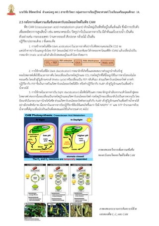 นายวิชัย ลิขิตพรรักษ์ ตาแหน่งครู คศ.1 สาขาชีววิทยา กลุ่มสาระการเรียนรู้วิทยาศาสตร์ โรงเรียนเตรียมอุดมศึกษา 14.
2.5 กลไกการเพิ่มความเข้มข้นของคาร์บอนไดออกไซด์ในพืช CAM
พืช CAM (crassulacean acid metabolism plant) ส่วนใหญ่เป็นพืชที่อยู่ในที่แห้งแล้ง ซึ่งมีการปรับตัว
เพื่อลดอัตราการสูงเสียน้า เช่น ลดขนาดของใบ ปิดรูปากใบในเวลากลางวัน มีลาต้นแลใบอวบน้า เป็นต้น
ตัวอย่างเช่น กระบองเพชร ว่านหางจระเข้ สับปะรด กล้วยไม้ เป็นต้น
ปฏิกิริยาประกอบด้วย 3 ขั้นตอน คือ
1. การสร้างกรดในที่มืด (dark acidication) ในเวลากลางคืนปากใบพืชพวกแคมจะเปิด CO2 จะ
แพร่เข้าทางปากใบและถูกจับโดย PEP โดยเอนไซม์ PEP คาร์บอกซิเลส ได้กรดออกซาโลแอซีติก (OAA) แล้วเปลี่ยนไปเป็น
กรดมาลิก (malic acid) แล้วลาเลียงไปสะสมอยู่ในแวคิวโอล ดังสมการ
2. การใช้กรดในที่มืด (dark diacidication) กรดมาลิกที่เกิดขึ้นและสะสมบางส่วนถูกนากลับเข้าสู่
คลอโรพลาสต์เพื่อใช้ในเวลากลางคืน โดยเปลี่ยนเป็นกรดไพรูวิกและ CO2 กรดไพรูวิกที่ได้นี้จะถูกใช้ในการหายใจของไมโท
คอนเดรีย โดยเข้าสู่วัฏจักรเครบส์ (Krebs cycle) หรือเปลี่ยนเป็น PEP กลับคืนมา ส่วนแก๊สคาร์บอนไดออกไซด์ อาจทา
ปฏิกิริยากับ PEP ซึ่งเป็นการตรึงแก๊สคาร์บอนไดออกไซด์ได้อีก หรือทาปฏิกิริยากับ RuBP เข้าสู่วัฏจักรแคลวินเพื่อสร้าง
น้าตาลได้
3. การใช้กรดในเวลากลางวัน (light diacidication) เมื่อพืชได้รับแสง กรดมาลิกถูกลาเลียงจากแวคิวโอลเข้าสู่คลอ
โรพลาสต์ ต่อจากนั้นจะเปลี่ยนเป็นกรดไพรูวิกและแก๊สคาร์บอนไดออกไซด์ กรดไพรูวิกจะเปลี่ยนกลับไปเป็นสารพวกแป้ง โดย
ย้อนกลับในกระบวนการไกลโคไลซีส ส่วนแก๊สคาร์บอนไดออกไซด์จะรวมตัวกับ RuBP เข้าสู่วัฏจักรแคลวินเพื่อสร้างน้าตาลได้
อย่างมีประสิทธิภาพ เนื่องจากในเวลากลางวันปฏิกิริยาที่ต้องใช้แสงเกิดขึ้นมาก จึงมี NADPH+
H+
และ ATP จานวนมากด้วย
น้าตาลที่ได้ถูกเปลี่ยนไปเป็นแป้งเพื่อสะสมและใช้ในกิจกรรมต่างๆ ต่อไป
ภาพแสดงกลไกการเพิ่มความเข้มข้น
ของคาร์บอนไดออกไซด์ในพืช CAM
ภาพแสดงกระบวนการสังเคราะห์ด้วย
แสงของพืช C3 C4 และ CAM
 