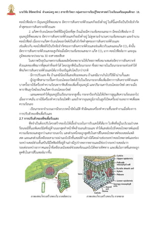 นายวิชัย ลิขิตพรรักษ์ ตาแหน่งครู คศ.1 สาขาชีววิทยา กลุ่มสาระการเรียนรู้วิทยาศาสตร์ โรงเรียนเตรียมอุดมศึกษา 18.
คลอโรฟีลล์มาก มีอุณหภูมิที่พอเหมาะ อัตราการสังเคราะห์ด้วยแสงก็จะยังต่าอยู่ ในที่นี้แสงจึงเป็นปัจจัยจากัด
ต่าสุดของการสังเคราะห์ด้วยแสง
2. แก๊สคาร์บอนไดออกไซด์ที่มีอยู่น้อยที่สุด ถึงแม้จะมีความเข้มของแสงมาก มีคลอโรฟีลล์มาก มี
อุณหภูมิที่พอเหมาะ อัตราการสังเคราะห์ด้วยแสงก็จะยังต่าอยู่ ไม่สูงตามจานวนความเข้มของแสง และจานวน
คลอโรฟีลล์ เนื่องจากแก๊สคาร์บอนไดออกไซด์เป็นตัวจากัดต่าสุดของการสังเคราะห์ด้วยแสง
เช่นเดียวกัน คลอโรฟีลล์ก็เป็นปัจจัยจากัดของการสังเคราะห์ด้วยแสงเช่นเดียวกับแสงและแก๊ส CO2 ดังนั้น
อัตราการสังเคราะห์ด้วยแสงจะสูงก็ต่อเมื่อมีความเข้มของแสงมาก แก๊ส CO2 มาก คลอโรฟีลล์มาก และอุณ
ภูมิพอเหมาะประมาณ 30 องศาเซลเซียส
ในสภาพปัจจุบันเกษตรกรเพิ่มผลผลิตโดยพยายามให้เกิดสภาพที่เหมาะสมต่ออัตราการสังเคราะห์
ด้วยแสงของพืชมากที่สุดเท่าที่จะทาได้ โดยปลูกพืชในเรือนกระจก ซึ่งสภาพภายในเรือนกระจกจะช่วยทาให้
พืชเกิดการสังเคราะห์ด้วยแสงได้มากจึงเจริญเติบโตเร็วกว่าปกติ
· มีการปรับแสง คือ ถ้าแสงมีน้อยใช้แสงเทียมทดแทน ถ้าแสงมีมากเกินไปก็ใช้ผ้าม่านกั้นแสง
· ผู้ปลูกพืชสามารถปั๊มคาร์บอนไดออกไซด์เข้าไปในเรือนกระจกเพื่อเพิ่มอัตราการสังเคราะห์ด้วยแสง
บางครั้งอาจใช้เครื่องทาความร้อนพาราฟินซึ่งจะเพิ่มทั้งอุณหภูมิ และปริมาณคาร์บอนไดออกไซด์ เพราะเมื่อ
พาราฟินลุกไหม้จะเกิดแก๊สคาร์บอนไดออกไซด์
· แสงแดดจะทาให้อุณหภูมิในเรือนกระจกสูงขึ้น กระจกป้องกันไม่ให้เกิดการสูญเสียความร้อนออกไป
เมื่ออากาศเย็น อาจใช้เครื่องทาความร้อนไฟฟ้า และถ้าหากอุณหภูมิภายในสูงก็เปิดเครื่องถ่ายเทอากาศเพื่อลด
ความร้อนลง
· เรือนกระจกจานวนมากมีระบบรดน้าอัตโนมัติ หัวฉีดและเครื่องทาความชื้นจะทางานเมื่อต้องการ
การปรับตัวของพืชเพื่อรับแสง
2.7 การปรับตัวของพืชเพื่อรับแสง
พืชจาเป็นต้องปรับโครงสร้างของใบให้เอื้ออานวยในการรับแสงให้ได้มาก ใบพืชที่อยู่ในบริเวณป่าเขต
ร้อนจะมีชั้นเอพิเดอร์มิสที่อยู่ด้านนอกสุดทาหน้าที่คล้ายเลนส์รวมแสง ทาให้แสงส่องไปถึงคลอโรพลาสต์และมี
ความเข้มของแสงสูงกว่าแสงภายนอกใบ แสงส่วนหนึ่งจะถูกดูดซับในสารสีในคลอโรพลาสต์ของเซลล์แพลิ
เซด และแสงส่วนที่เหลือจะสามารถผ่านลงไปถึงชั้นเซลล์ด้านล่างได้โดยผ่านช่องระหว่าคลอโรพลาสต์และช่อง
ระหว่างเซลล์ส่วนชั้นสปันจีมีโซฟิลล์ที่อยู่ด้านล่างมีรูปร่างหลากหลายและมีช่องว่างระหว่างเซลล์มาก
รอยต่อระหว่างอากาศและน้าที่เคลือบผนังเซลล์ช่วยสะท้อนแสงไปได้หลายทิศทาง และเพิ่มโอกาสที่แสงจะถูก
ดูดซับในสารสีในเซลล์มากขึ้น
ภาพแสดงโครงสร้างของใบ ภาคตัดขวาง ภาพแสดงโครงสร้างของใบ ภาคขยาย
 