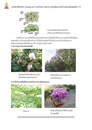 นายวิชัย ลิขิตพรรักษ์ ตาแหน่งครู คศ.1 สาขาชีววิทยา กลุ่มสาระการเรียนรู้วิทยาศาสตร์ โรงเรียนเตรียมอุดมศึกษา 19.
แสงสีช่วงความยาวคลื่นสีเขียวจะถูกสะท้อนโดยคลอโรฟิลล์ทาให้เราสามารถเห็นใบไม้เป็นสีเขียว
เอพิเดอมิสบางบริเวณจะเปลี่ยนเป็นปากใบเพื่อรักษาสมดุลน้าในลาต้น เช่น ผิวใบของผักตบชวา
พืชในเขตแห้งแล้งจะมีคิวทิเคิลหนา มีปากใบน้อย ใบมีขนาดเล็ก
การควบคุมการรับแสงของใบพืช
การปรับตัวของพืชให้เหมาะสมกับสภาพแวดล้อมของแสง
ต้นหูกวาง
@@@@@@@@@@@@@@@@@@@@@@@@@@@@@@@@@@@@@@@@@@@
ภาพแสดงเอพิเดอมิสบริเวณผิวใบทา
หน้าที่รวมแสงให้ส่องถึงคลอโรพลาสต์
ต้นสาลีหรือต้นฝ้ายเปลี่ยนตาแหน่งใบ
เพื่อไม่ให้ต้นเจริญเติบโตเกินไป
ต้นยี่โถเปลี่ยนตาแหน่งใบเพื่อลดการ
คายน้าเมื่อมีแสงมาก
ต้นเฟื่องฟ้าจัดเป็นต้นไม้ที่เติบโตอยู่ใต้
เรือนพุ่มพืชอื่น
 