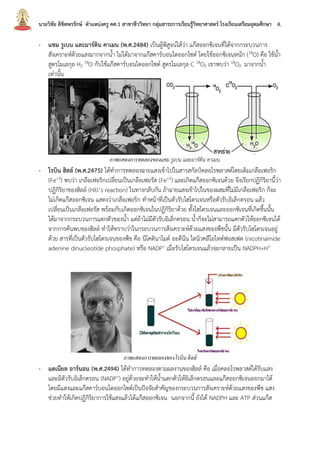 นายวิชัย ลิขิตพรรักษ์ ตาแหน่งครู คศ.1 สาขาชีววิทยา กลุ่มสาระการเรียนรู้วิทยาศาสตร์ โรงเรียนเตรียมอุดมศึกษา 4.
- แซม รูเบน และมาร์ติน คาเมน (พ.ศ.2484) เป็นผู้พิสูจน์ได้ว่า แก๊สออกซิเจนที่ได้จากกระบวนการ
สังเคราะห์ด้วยแสงมากจากน้า ไม่ได้มาจากแก๊สคาร์บอนไดออกไซด์ โดยใช้ออกซิเจนหนัก (18O) คือ ใช้น้า
สูตรโมเลกุล H2
18O กับใช้แก๊สคาร์บอนไดออกไซด์ สูตรโมเลกุล C 18O2 เขาพบว่า 18O2 มาจากน้า
เท่านั้น
ภาพแสดงการทดลองของแซม รูเบน และมาร์ติน คาเมน
- โรบิน ฮิลล์ (พ.ศ.2475) ได้ทาการทดลองฉายแสงเข้าไปในสารสกัลป์คลอโรพลาสต์โดยเติมเกลือเฟอริก
(Fe+3) พบว่า เกลือเฟอริกเปลี่ยนเป็นเกลือเฟอรัส (Fe+2) และเกิดแก๊สออกซิเจนด้วย จึงเรียกปฏิกิริยานี้ว่า
ปฏิกิริยาของฮิลล์ (Hill’s reaction) ในทางกลับกัน ถ้าฉายแสงเข้าไปในของผสมที่ไม่มีเกลือเฟอริก ก็จะ
ไม่เกิดแก๊สออกซิเจน แสดงว่าเกลือเฟอริก ทาหน้าที่เป็นตัวรับไฮโดรเจนหรือตัวรับอิเล็กตรอน แล้ว
เปลี่ยนเป็นเกลือเฟอรัส พร้อมกับเกิดออกซิเจนในปฏิกิริยาด้วย ทั้งไฮโดรเจนและออกซิเจนที่เกิดขึ้นนั้น
ได้มาจากกระบวนการแตกตัวของน้า แต่ถ้าไม่มีตัวรับอิเล็กตรอน น้าก็จะไม่สามารถแตกตัวให้ออกซิเจนได้
จากการค้นพบของฮิลล์ ทาให้ทราบว่าในกระบวนการสังเคราะห์ด้วยแสงของพืชนั้น มีตัวรับไฮโดรเจนอยู่
ด้วย สารที่เป็นตัวรับไฮโดรเจนของพืช คือ นิโคตินาไมด์ อะดีนีน ไดนิวคลีโอไทด์ฟอสเฟต (nicotinamide
adenine dinucleotide phosphate) หรือ NADP+ เมื่อรับไฮโดรเจนแล้วจะกลายเป็น NADPH+H+
ภาพแสดงการทดลองของโรบิน ฮิลล์
- แดเนียล อาร์นอน (พ.ศ.2494) ได้ทาการทดลองตามผลงานของฮิลล์ คือ เมื่อคลอโรพลาสต์ได้รับแสง
และมีตัวรับอิเล็กตรอน (NADP+) อยู่ด้วยจะทาให้น้าแตกตัวให้อิเล็กตรอนและแก๊สออกซิเจนออกมาได้
โดยมีแสงและแก๊สคาร์บอนไดออกไซด์เป็นปัจจัยสาคัญของกระบวนการสังเคราะห์ด้วยแสงของพืช แสง
ช่วยทาให้เกิดปฏิกิริยาการใช้แสงแล้วได้แก๊สออกซิเจน นอกจากนี้ ยังได้ NADPH และ ATP ส่วนแก๊ส
 