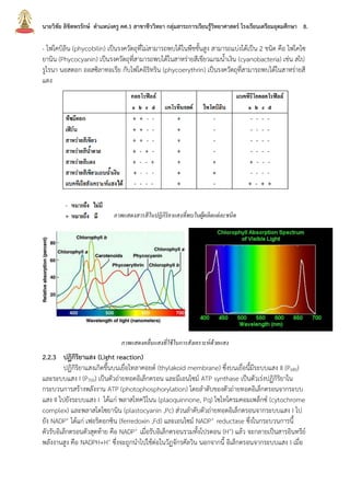 นายวิชัย ลิขิตพรรักษ์ ตาแหน่งครู คศ.1 สาขาชีววิทยา กลุ่มสาระการเรียนรู้วิทยาศาสตร์ โรงเรียนเตรียมอุดมศึกษา 8.
- ไฟโคบิลิน (phycobilin) เป็นรงควัตถุที่ไม่สามารถพบได้ในพืชชั้นสูง สามารถแบ่งได้เป็น 2 ชนิด คือ ไฟโคไซ
ยานิน (Phycocyanin) เป็นรงควัตถุที่สามารถพบได้ในสาหร่ายสีเขียวแกมน้าเงิน (cyanobacteria) เช่น สไป
รูไรนา นอสตอก ออสซิลาทอเรีย กับไฟโคอิริทริน (phycoerythrin) เป็นรงควัตถุที่สามารถพบได้ในสาหร่ายสี
แดง
2.2.3 ปฏิกิริยาแสง (Light reaction)
ปฏิกิริยาแสงเกิดขึ้นบนเยื่อไทลาคอยด์ (thylakoid membrane) ซึ่งบนเยื่อนี้มีระบบแสง II (P680)
และระบบแสง I (P700) เป็นตัวถ่ายทอดอิเล็กตรอน และมีเอนไซม์ ATP synthase เป็นตัวเร่งปฏิกิริยาใน
กระบวนการสร้างพลังงาน ATP (photophosphorylation) โดยลาดับของตัวถ่ายทอดอิเล็กตรอนจากระบบ
แสง II ไปยังระบบแสง I ได้แก่ พลาสโทควิโนน (plaoquinnone, Pq) ไซโทโครมคอมเพล็กซ์ (cytochrome
complex) และพลาสโตไซยานิน (plastocyanin ,Pc) ส่วนลาดับตัวถ่ายทอดอิเล็กตรอนจากระบบแสง I ไป
ยัง NADP+ ได้แก่ เฟอริดอกซิน (ferredoxin ,Fd) และเอนไซม์ NADP+ reductase ซึ่งในกระบวนการนี้
ตัวรับอิเล็กตรอนตัวสุดท้าย คือ NADP+ เมื่อรับอิเล็กตรอนรวมทั้งโปรตอน (H+) แล้ว จะกลายเป็นสารอินทรีย์
พลังงานสูง คือ NADPH+H+ ซึ่งจะถูกนาไปใช้ต่อในวัฏจักรคัลวิน นอกจากนี้ อิเล็กตรอนจากระบบแสง I เมื่อ
ภาพแสดงสารสีในปฏิกิริยาแสงที่พบในผู้ผลิตแต่ละชนิด
ภาพแสดงคลื่นแสงที่ใช้ในการสังเคราะห์ด้วยแสง
 