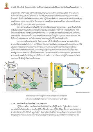 นายวิชัย ลิขิตพรรักษ์ ตาแหน่งครู คศ.1 สาขาชีววิทยา กลุ่มสาระการเรียนรู้วิทยาศาสตร์ โรงเรียนเตรียมอุดมศึกษา 9.
ถ่ายทอดไปยัง NADP+ แล้ว จะได้รับอิเล็กตรอนทดแทนมาจากอิเล็กตรอนในระบบแสง II ทานองเดียวกัน
อิเล็กตรอนในระบบแสง II เมื่อถ่ายทอดไป ก็จะได้รับทดแทนมาจากอิเล็กตรอนของกระบวนการสลายตัว
โมเลกุลน้า เรียกว่า โฟโตไลซิส (photolysis) หรือ ปฏิกิริยาของฮิลล์ (Hill’s reaction) ซึ่งจะได้แก๊สออกซิเจน
และโปรตอนจากกระบวนการนี้ด้วย เรียกแนวทางถ่ายทอดอิเล็กตรอนทั้งหมดนี้ว่า การถ่ายทอดอิเล็กตรอน
แบบไม่เป็นวัฏจักร (non-cyclic electron transfer)
ในบางสภาวะ เมื่อแสงกระตุ้นให้มีการถ่ายทอดอิเล็กตรอนออกจากระบบแสง I และเคลื่อนย้ายไปยัง
ตัวรับอิเล็กตรอนต่างๆ แต่เฟอริดอกซินไม่สามารถส่งอิเล็กตรอนไปยัง NADP+ ได้ จึงกลับไปส่งให้กับ ไซโท
โครมคอมเพล็กซ์แทน เกิดกระบวนการสร้างพลังงาน ATP และในที่สุดก็จะส่งต่ออิเล็กตรอนกลับมาที่ระบบ
แสง I เช่นเดิม เรียกแนวทางนี้ว่า การถ่ายทอดอิเล็กตรอนแบบเป็นวัฏจักร (cyclic electron transfer) โดย
ไม่มีการสร้าง NADPH+H+ และไม่มีการสลายตัวของโมเลกุลน้าจึงไม่เกิดแก๊สออซิเจนขึ้น
กระบวนการสร้างพลังงาน ATP เกิดจากความต่างศักย์ไฟฟ้าที่เยื่อไทลาคอยด์ โดยระหว่างที่มีการ
ถ่ายทอดอิเล็กตรอนในลาดับต่างๆ จะทาให้เกิดการสะสมโปรตอนในไทลาคอยด์ลูเมน (thylakoid lumen) ซึ่ง
เป็นช่องบรรจุของเหลวภายในไทลาคอยด์ ทาให้เกิดความต่างศักย์ระหว่างไทลาคอยด์ลูเมนกับสโตรมา
เนื่องจากความเข้มข้นของโปรตอนในไทลาคอยด์ลูเมนสูงกว่าในสโตรมา ทาให้โปรตอนเคลื่อนที่จากไทลา
คอยด์ลูเมนออกมายังสโตรมาเพื่อให้เกิดความสมดุล เรียกกระบวนการนี้ว่า Chemiosmosis gradient และ
ความแตกต่างของศักย์ไฟฟ้านี้จะถูกนาไปใช้ในการสร้างพลังงาน ATP โดยการเร่งปฏิกิริยาของเอนไซม์ ATP
synthase ที่ฝังตัวอยู่ในไทลาคอยด์เมนเบรน
2.2.4 การตรึงคาร์บอนไดออกไซด์ (CO2 fixation)
ปฏิกิริยาการตรึงคาร์บอนไดออกไซด์เรียกอีกชื่อหนึ่งตามชื่อผู้ค้นพบว่า “วัฎจักรคัลวิน” (calvin
cycle) เกิดขึ้นที่บริเวณสโตรมา โดยเป็นปฏิกิริยาที่นาพลังงานจากปฏิกิริยาใช้แสง คือ ATP และ NADPH+H+
มาเปลี่ยนให้กลายเป็น ADP+Pi และ NADP+ เพื่อนาพลังงานไปใช้ในการการเปลี่ยนคาร์บอนอนินทรีย์ (CO2)
ให้อยู่ในรูปของคาร์บอนอินทรีย์ (น้าตาล) แต่เดิมเชื่อว่าพืชไม่ต้องใช้แสงในการตรึงคาร์บอนไดออกไซด์ จึง
ภาพแสดงกระบวนการในปฏิกิริยาแสงเปรียบเทียบระหว่างการถ่ายทอด
อิเล็กตรอนแบบเป็นวัฏจักรกับการถ่ายทอดอิเล็กตรอนแบบไม่เป็นวัฏจักร
 