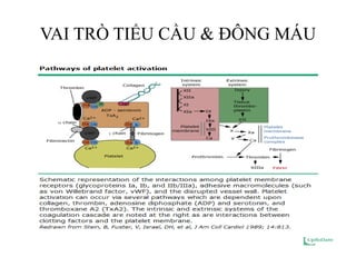 VAI TRÕ TIỂU CẦU & ĐÔNG MÁU
 