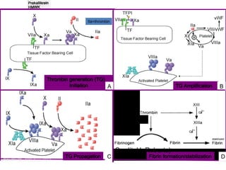 Participation of Coagulation System
TG Propagation
Thrombin generation (TG)
Initiation TG Amplification
Fibrin formation/stabilization
A B
C DM-C Poon, MD – credit: Dr. H. Roberts
IIa=thrombin
Credit: H. Roberts)
 