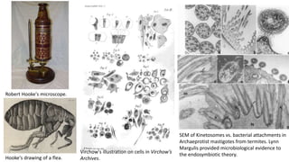 Hooke's drawing of a flea.
Robert Hooke's microscope.
Virchow's illustration on cells in Virchow’s
Archives.
SEM of Kinetosomes vs. bacterial attachments in
Archaeprotist mastigotes from termites. Lynn
Margulis provided microbiological evidence to
the endosymbiotic theory.
 