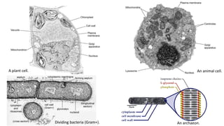 A plant cell. An animal cell.
Dividing bacteria (Gram+). An archaeon.
 