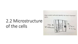 2.2 Microstructure
of the cells
 