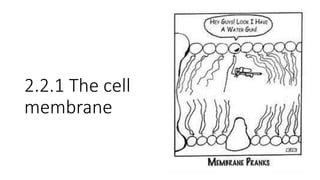 2.2.1 The cell
membrane
 