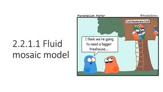 2.2.1.1 Fluid
mosaic model
 