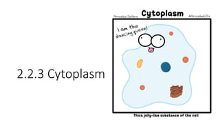 2.2.3 Cytoplasm
 