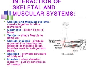 anatomy | PPT