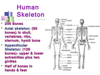 anatomy | PPT