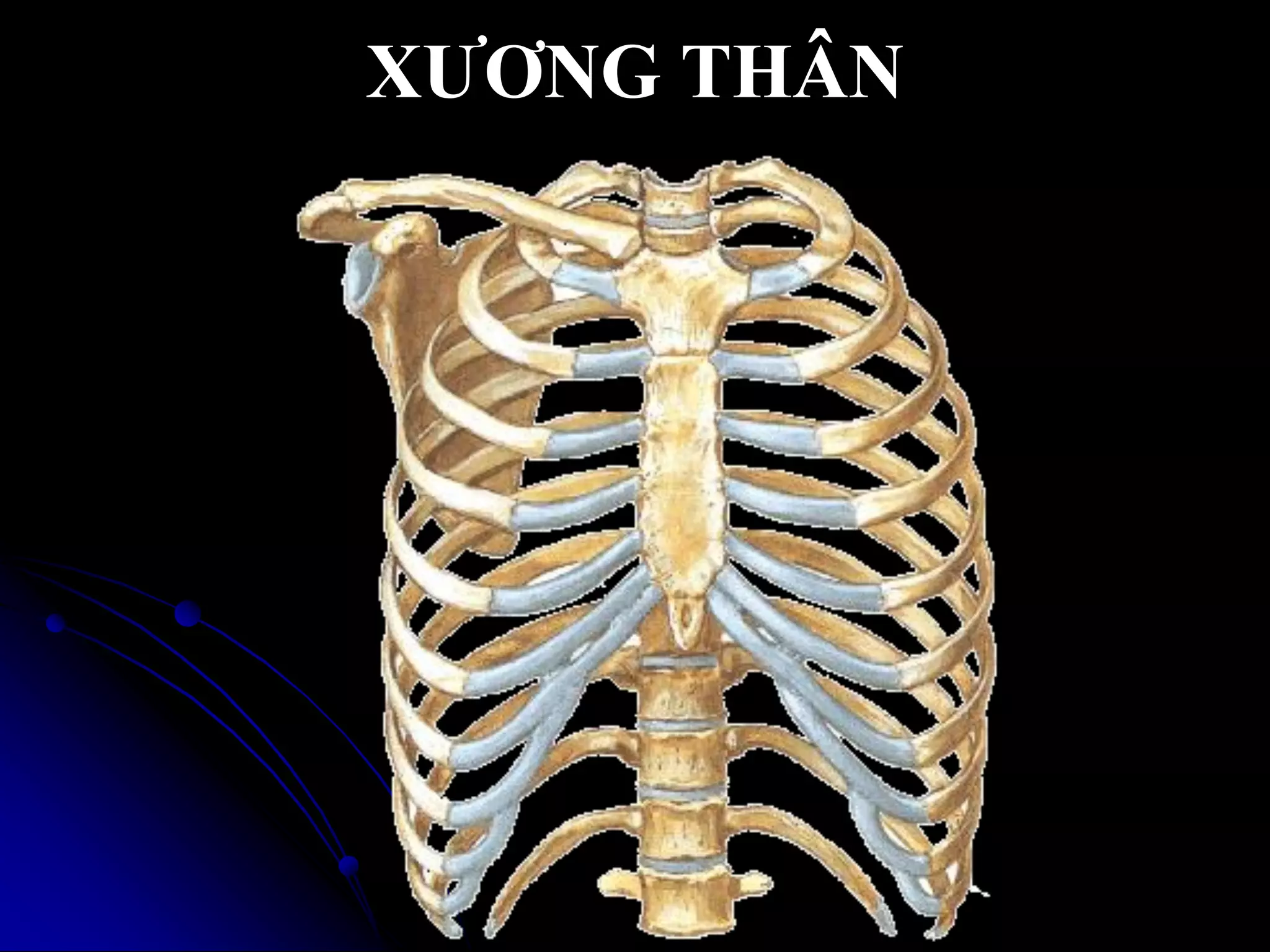 Giải phẫu xương | PDF