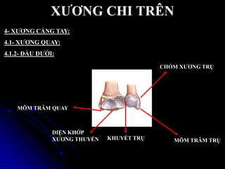 XƢƠNG CHI TRÊN
MÕM TRÂM QUAY
MÕM TRÂM TRỤ
DIỆN KHỚP
XƢƠNG THUYỀN KHUYẾT TRỤ
CHỎM XƢƠNG TRỤ
4- XƢƠNG CẲNG TAY:
4.1- XƢƠNG QUAY:
4.1.2- ĐẦU DƢỚI:
 