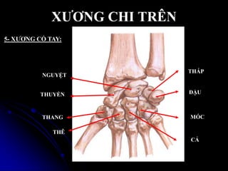 XƢƠNG CHI TRÊN
5- XƢƠNG CỔ TAY:
THUYỀN
NGUYỆT
THÁP
ĐẬU
THANG
THÊ
CẢ
MÓC
 