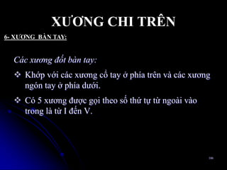 XƢƠNG CHI TRÊN
Các xương đốt bàn tay:
 Khớp với các xƣơng cổ tay ở phía trên và các xƣơng
ngón tay ở phía dƣới.
 Có 5 xƣơng đƣợc gọi theo số thứ tự từ ngoài vào
trong là từ I đến V.
106
6- XƢƠNG BÀN TAY:
 