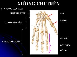 XƢƠNG CHI TRÊN
2
1
3
4
5
6- XƢƠNG BÀN TAY:
XƢƠNG CỔ TAY
XƢƠNG ĐỐT BÀN
XƢƠNG ĐỐT NGÓN
ĐỐT GẦN
ĐỐT GIỮA
ĐỐT XA
NỀN
CHỎM
 