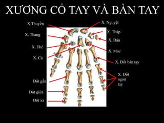 XƢƠNG CỔ TAY VÀ BÀN TAY
X. NguyệtX.Thuyền
X. Tháp
X. Thang
X. Đậu
X. Thê
X. Móc
X. Cả
X. Đốt bàn tay
X. Đốt
ngónĐốt gần
tay
Đốt giữa
Đốt xa
 