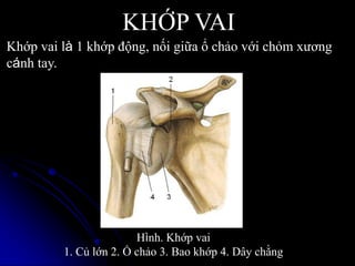 Hình. Khớp vai
1. Củ lớn 2. Ổ chảo 3. Bao khớp 4. Dây chằng
KHỚP VAI
Khớp vai là 1 khớp động, nối giữa ổ chảo với chỏm xƣơng
cánh tay.
 
