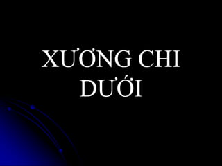 XƢƠNG CHI
DƢỚI
 