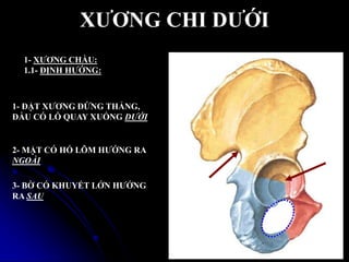 XƢƠNG CHI DƢỚI
1- XƢƠNG CHẦU:
1.1- ĐỊNH HƢỚNG:
1- ĐẶT XƢƠNG ĐỨNG THẲNG,
ĐẦU CÓ LỖ QUAY XUỐNG DƯỚI
2- MẶT CÓ HỐ LÕM HƢỚNG RA
NGOÀI
3- BỜ CÓ KHUYẾT LỚN HƢỚNG
RA SAU
 