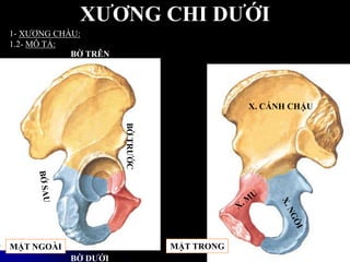 XƢƠNG CHI DƢỚI
1- XƢƠNG CHẦU:
1.2- MÔ TẢ:
MẶT NGOÀI MẶT TRONG
BỜ TRÊN
BỜ DƢỚI
BỜTRƢỚC
X. CÁNH CHẬU
 