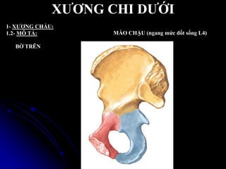XƢƠNG CHI DƢỚI
1- XƢƠNG CHẦU:
1.2- MÔ TẢ: MÀO CHẬU (ngang mức đốt sống L4)
BỜ TRÊN
 