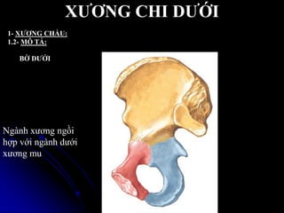 XƢƠNG CHI DƢỚI
1- XƢƠNG CHẦU:
1.2- MÔ TẢ:
Ngành xƣơng ngồi
hợp với ngành dƣới
xƣơng mu
BỜ DƢỚI
 