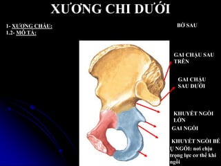 XƢƠNG CHI DƢỚI
1- XƢƠNG CHẦU:
1.2- MÔ TẢ:
GAI CHẬU SAU
TRÊN
GAI CHẬU
SAU DƢỚI
KHUYẾT NGỒI
LỚN
GAI NGỒI
KHUYẾT NGỒI BÉ
Ụ NGỒI: nơi chịu
trọng lực cơ thể khi
ngồi
BỜ SAU
 