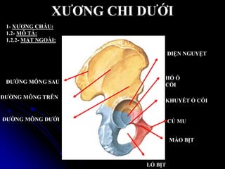 XƢƠNG CHI DƢỚI
1- XƢƠNG CHẦU:
1.2- MÔ TẢ:
1.2.2- MẶT NGOÀI:
DIỆN NGUYỆT
HỐ Ổ
CỐI
KHUYẾT Ổ CỐI
ĐƢỚNG MÔNG SAU
ĐƢỜNG MÔNG TRÊN
ĐƢỜNG MÔNG DƢỚI CỦ MU
MÀO BỊT
LỔ BỊT
 
