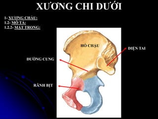 XƢƠNG CHI DƢỚI
1- XƢƠNG CHẦU:
1.2- MÔ TẢ:
1.2.2- MẶT TRONG:
RÃNH BỊT
ĐƢỜNG CUNG
DIỆN TAI
HỐ CHẬU
 