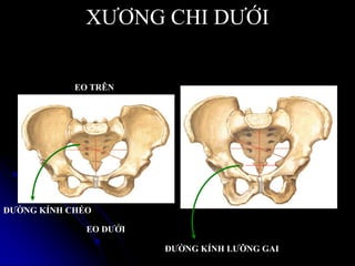 XƢƠNG CHI DƢỚI
ĐƢỜNG KÍNH CHÉO
ĐƢỜNG KÍNH LƢỠNG GAI
EO TRÊN
EO DƢỚI
 