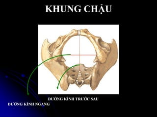 KHUNG CHẬU
ĐƢỜNG KÍNH NGANG
ĐƢỜNG KÍNH TRƢỚC SAU
 