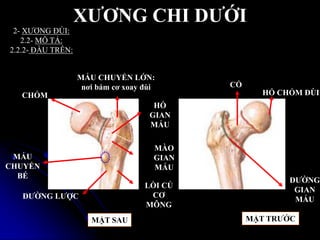 XƢƠNG CHI DƢỚI
CHỎM
MẤU CHUYỂN LỚN:
nơi bám cơ xoay đùi
MẤU
CHUYỂN
BÉ
ĐƢỜNG LƢỢC
HỐ
GIAN
MẤU
MÀO
GIAN
MẤU
LỒI CỦ
CƠ
MÔNG
CỔ
ĐƢỜNG
GIAN
MẤU
HỐ CHỎM ĐÙI
2- XƢƠNG ĐÙI:
2.2- MÔ TẢ:
2.2.2- ĐẦU TRÊN:
MẶT SAU MẶT TRƢỚC
 