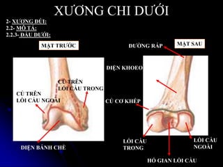 XƢƠNG CHI DƢỚI
2- XƢƠNG ĐÙI:
2.2- MÔ TẢ:
2.2.3- ĐẦU DƢỚI:
DIỆN BÁNH CHÈ
CỦ TRÊN
LỒI CẦU TRONG
CỦ TRÊN
LỒI CẦU NGOÀI
LỒI CẦU
TRONG
LỒI CẦU
NGOÀI
HỐ GIAN LỒI CẦU
CỦ CƠ KHÉP
DIỆN KHOEO
ĐƢỜNG RÁP MẶT SAUMẶT TRƢỚC
 