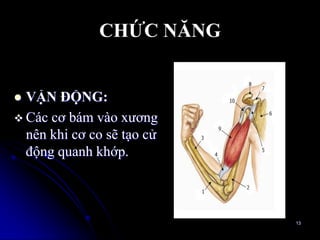 CHỨC NĂNG
 VẬN ĐỘNG:
 Các cơ bám vào xƣơng
nên khi cơ co sẽ tạo cử
động quanh khớp.
13
 